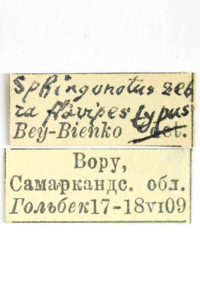 CollectionObject 1528686; a715eae3-f602-4cf2-a475-8227114fb3db: labels (holotype). (CollectionObject).