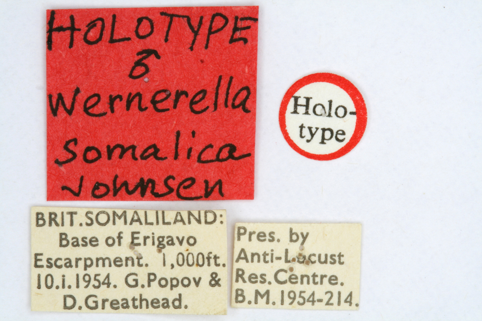 CollectionObject 1519588; 532ca4c3-3f7d-473b-a0e2-a7c41d5dc816: male, labels (holotype). (CollectionObject).