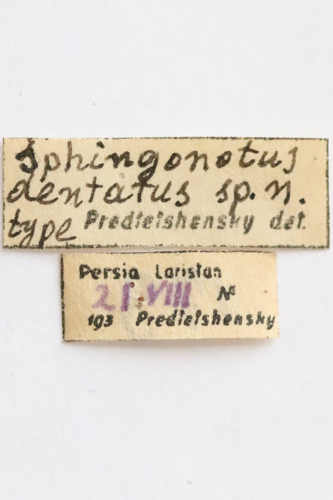 CollectionObject 1528998; 8b497e8b-163d-4723-98c1-f25520227804: labels (holotype). (CollectionObject).