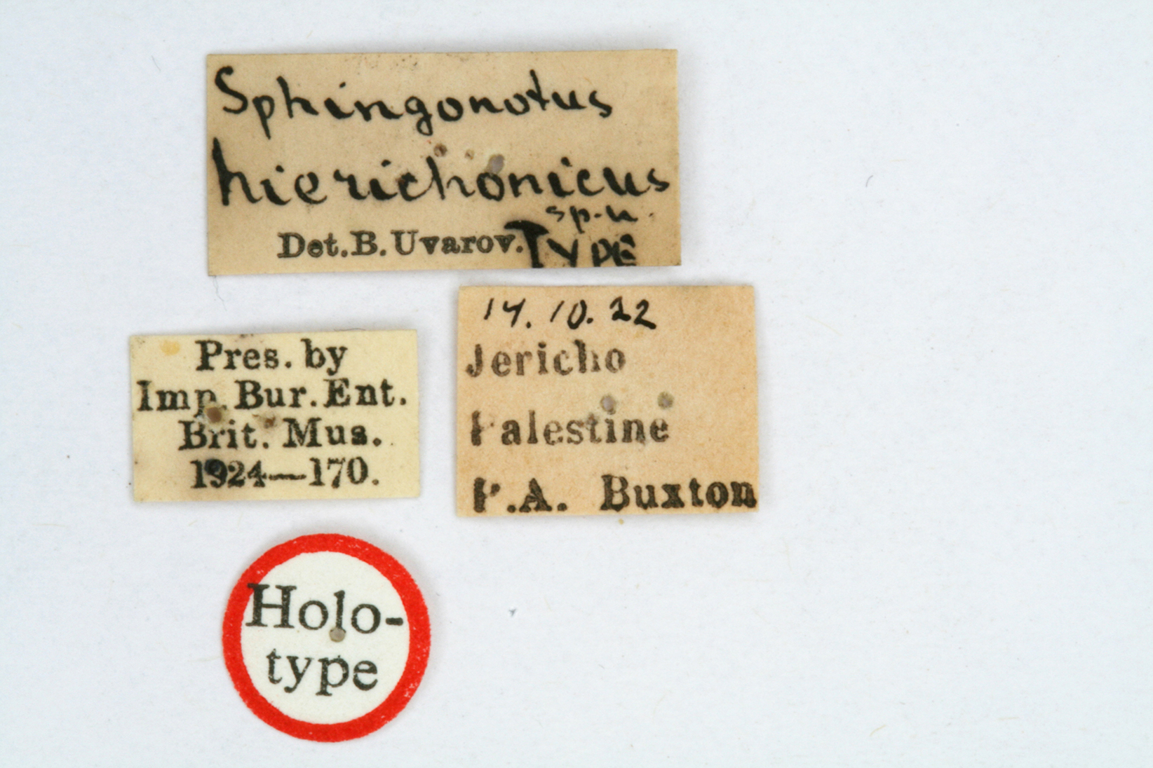 CollectionObject 1519788; 30ed7c85-9c9c-460a-a132-9aeef7abb602: labels (holotype). (CollectionObject).