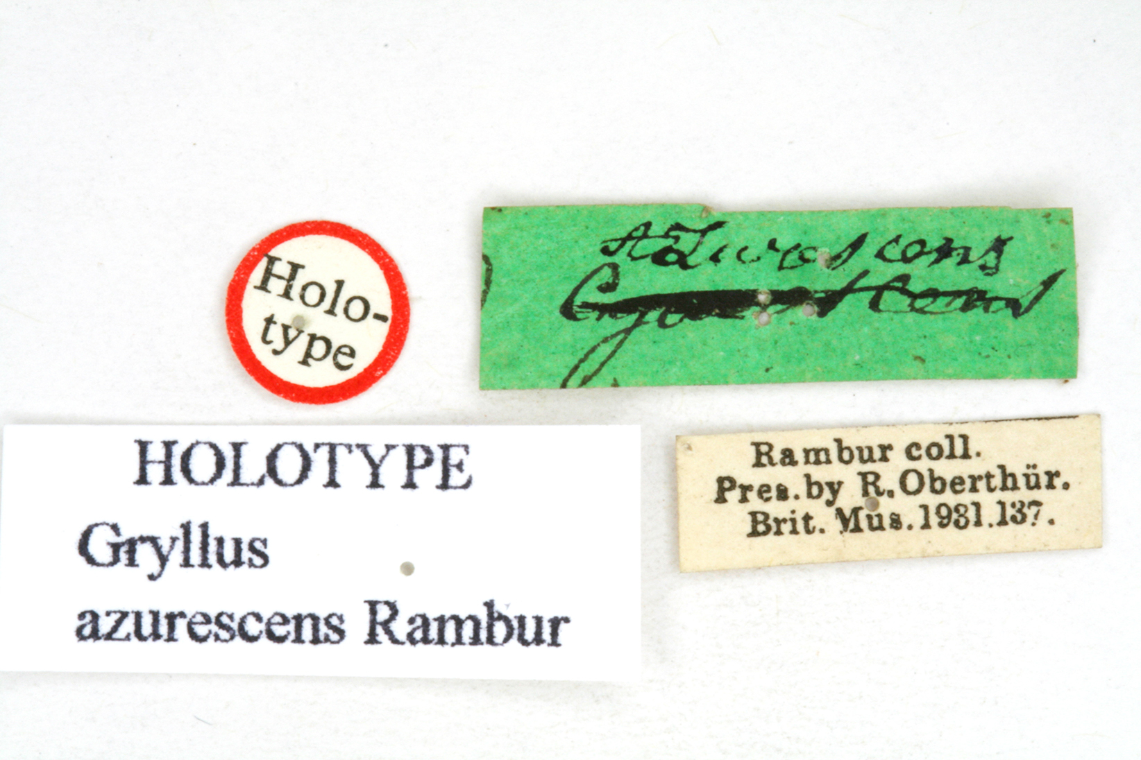 CollectionObject 1518676; 7aa1319e-9dc7-4ebb-84dc-9f0352f518dc: labels (holotype). (CollectionObject).