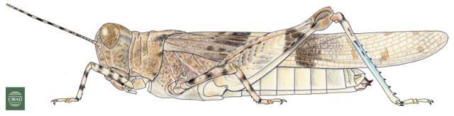 Sphingonotus (Neosphingonotus) canariensis canariensis Saussure, 1884: Page 217, Figure 1. female habitus. (Otu).