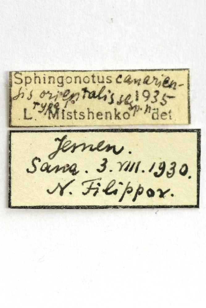 CollectionObject 1528997; 2d4d6c1f-ab6d-4823-b5b5-fe97daa60157: labels (holotype). (CollectionObject).
