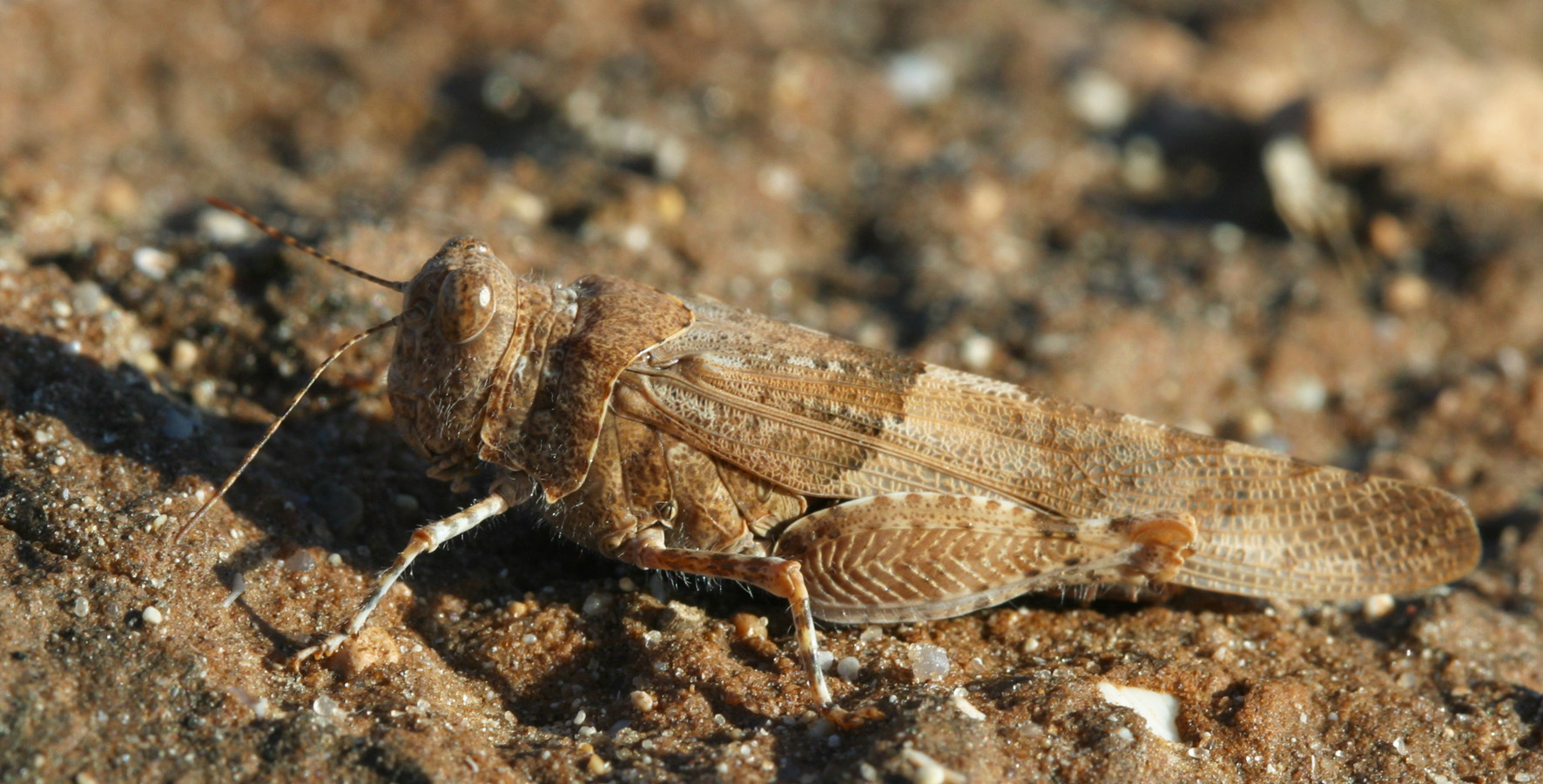 Sphingonotus (Neosphingonotus) tricinctus (Walker, 1870): 2012. individual from Tunisia. (Otu).