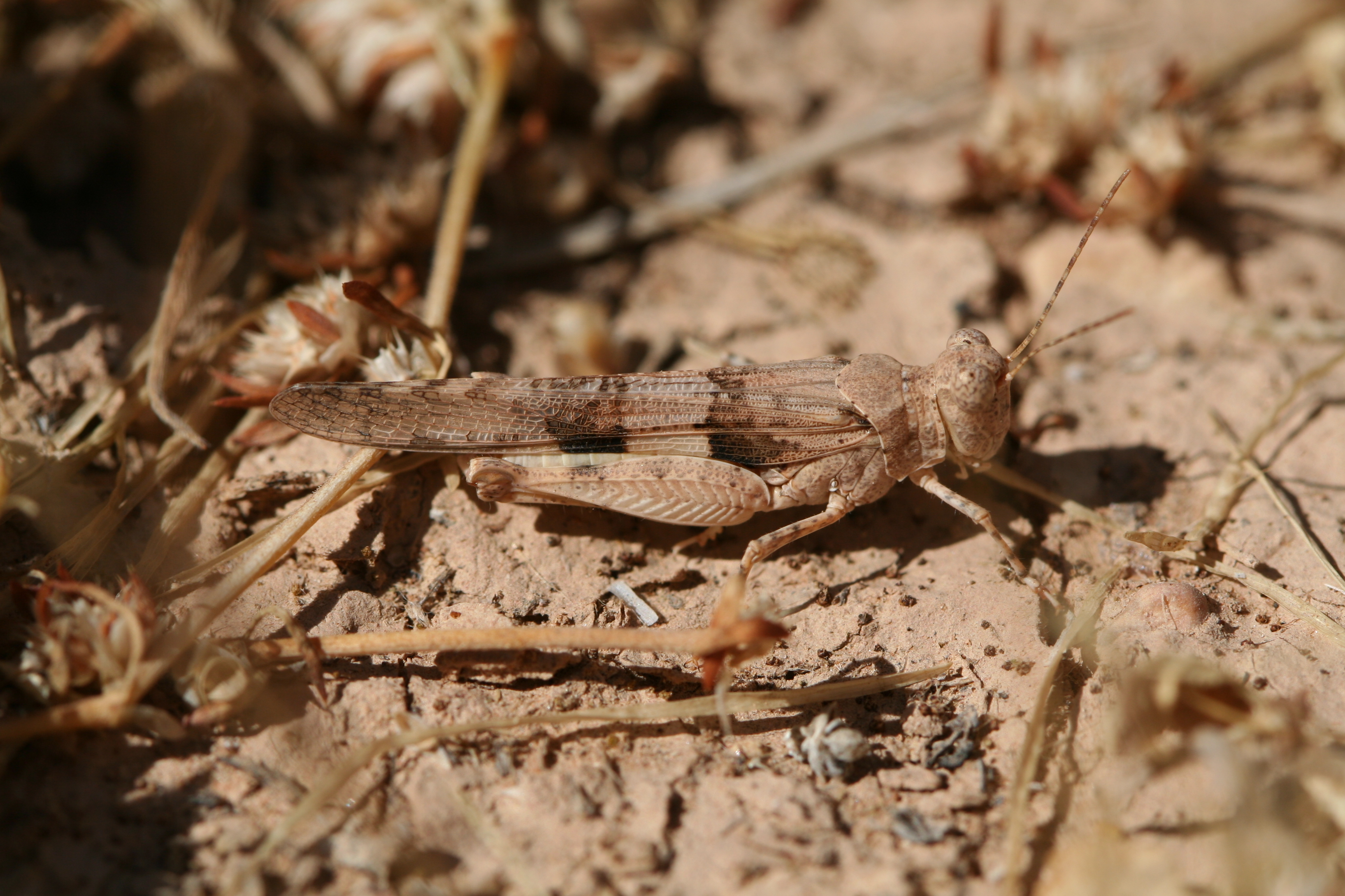 CollectionObject 1581222; fff8ef58-3dfc-4fe6-8c72-2edf9cdcdce6: male (Morocco, 2008). (CollectionObject).
