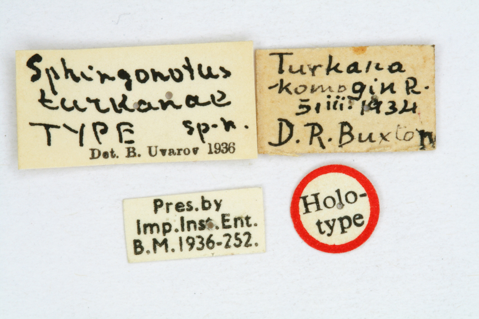 CollectionObject 1540967; 0d2715be-a94d-4cca-9c1e-962ebbef992c: labels (holotype). (CollectionObject).