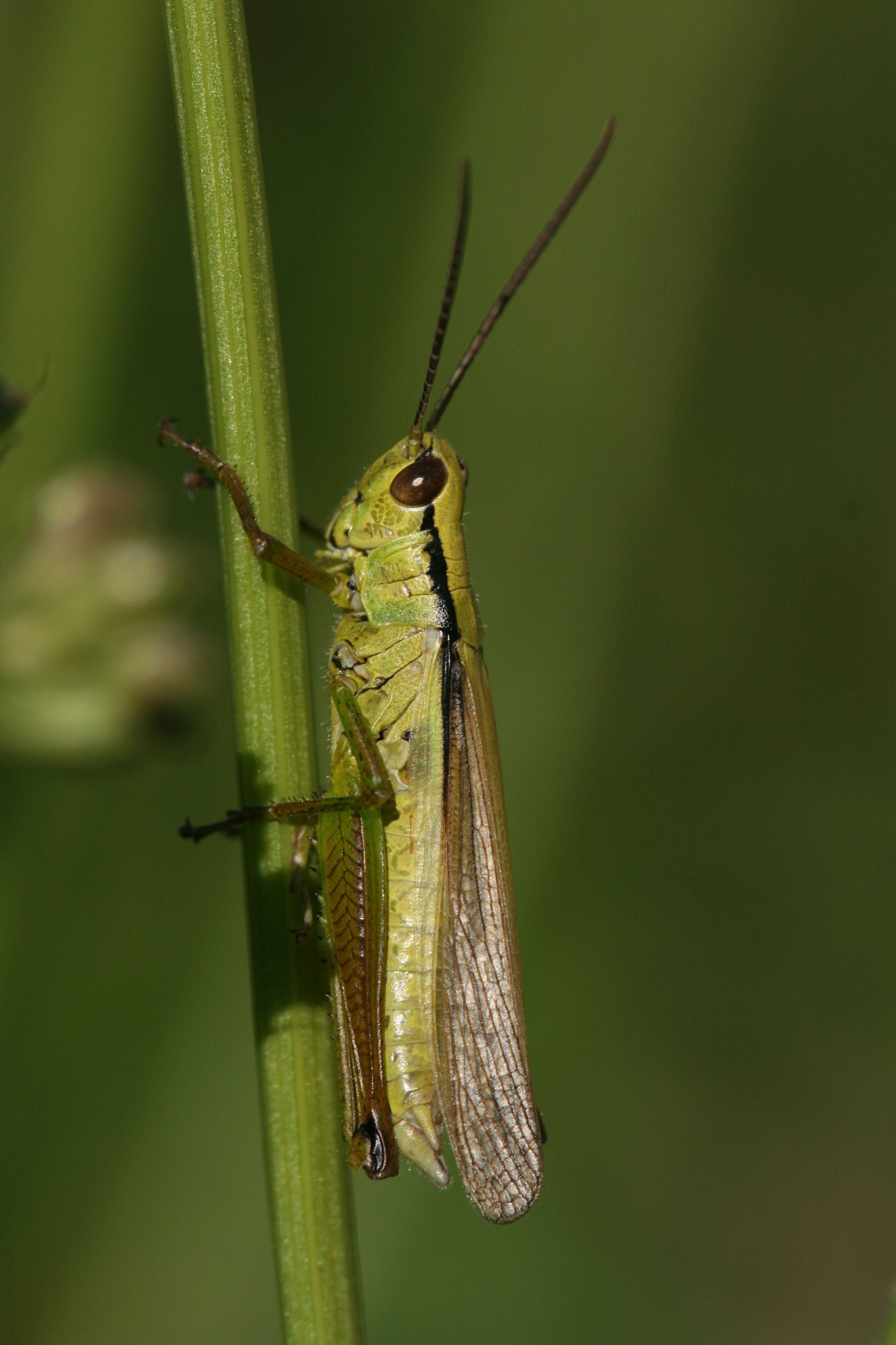 Mecostethus parapleurus parapleurus (Hagenbach, 1822): 2012. male (Austria, Kauner Valley, Kauns, 1100 m). (Otu).