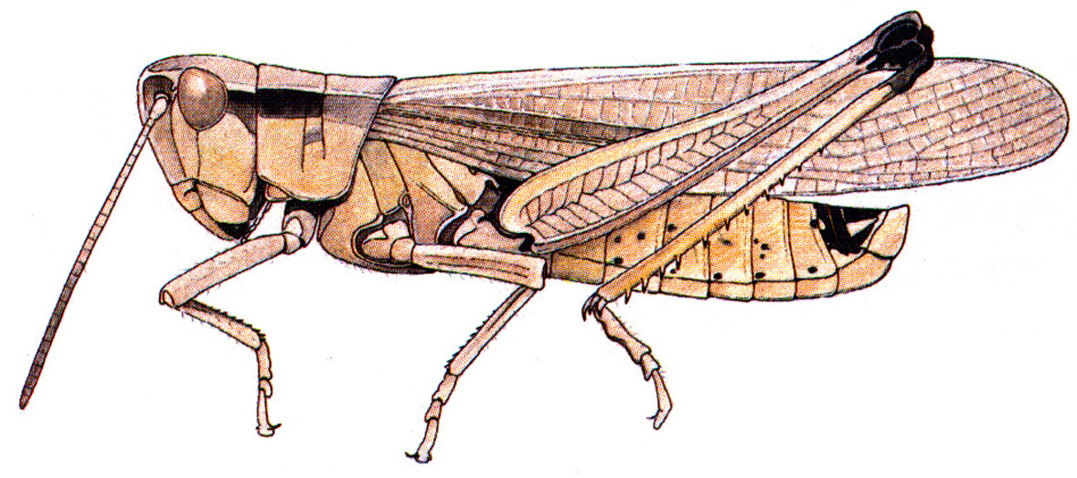 Stethophyma celatum Otte, 1979: male. (Otu).