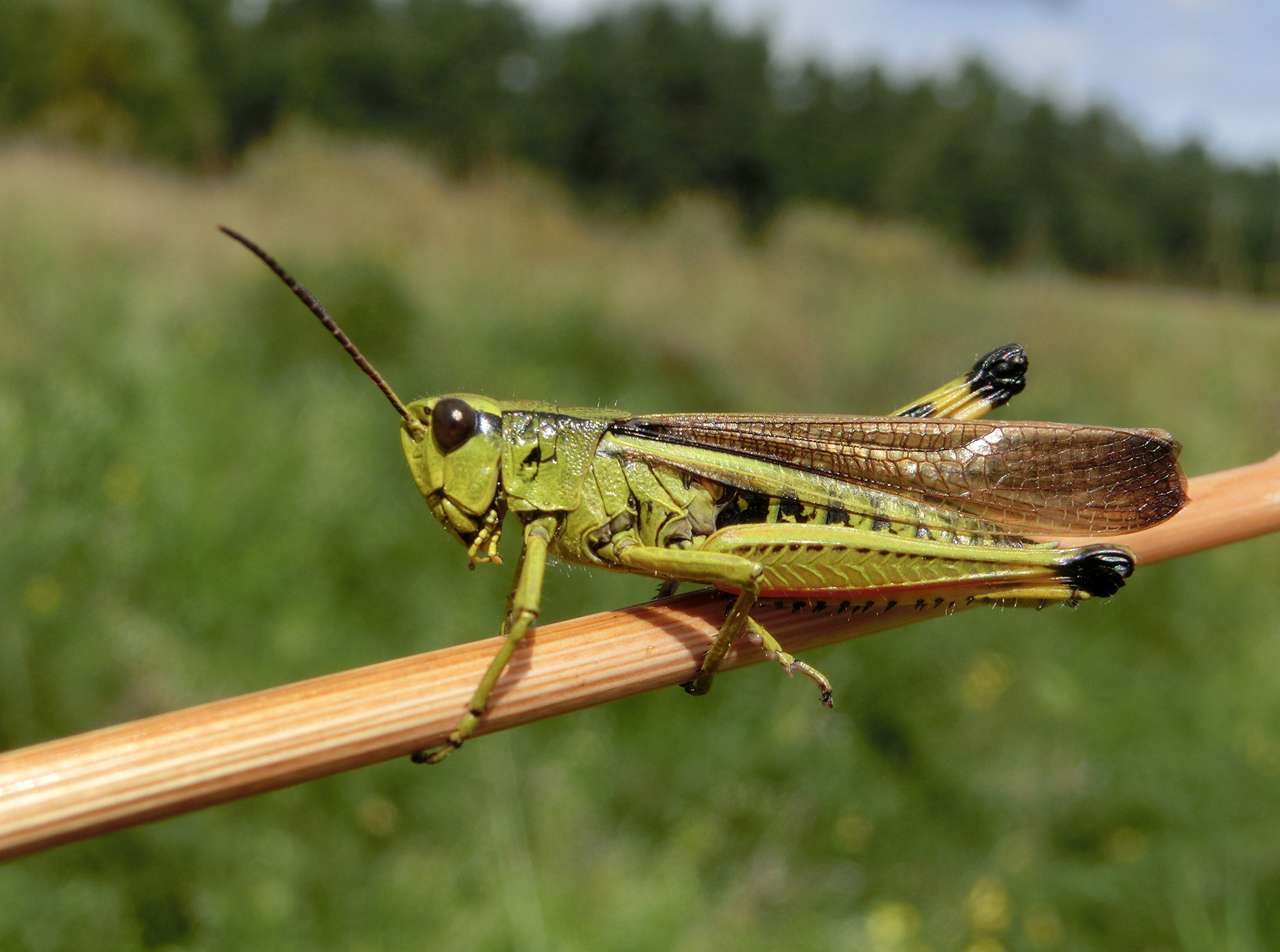 Stethophyma grossum (Linnaeus, 1758): male (Germany, Bavaria, Püttlachtal, mumid meadow, August 2017). (Otu).