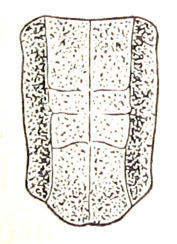 Formosacris koshunensis (Shiraki, 1910): Fig. 9. female pronotum, dorsal view (previously Synonym Ceracris formosana). (Otu).