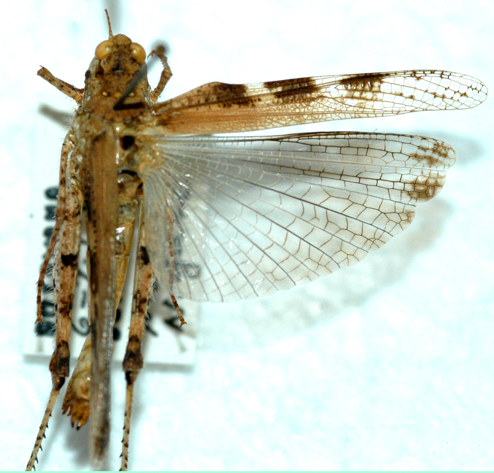 Orthoptera Species File - Acrotylus azureus Uvarov, 1929