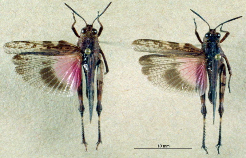 CollectionObject 1537904; 3c072ef6-e31e-4dda-a0f7-50b1fe6d5f03: two males, dorsal view. (CollectionObject).