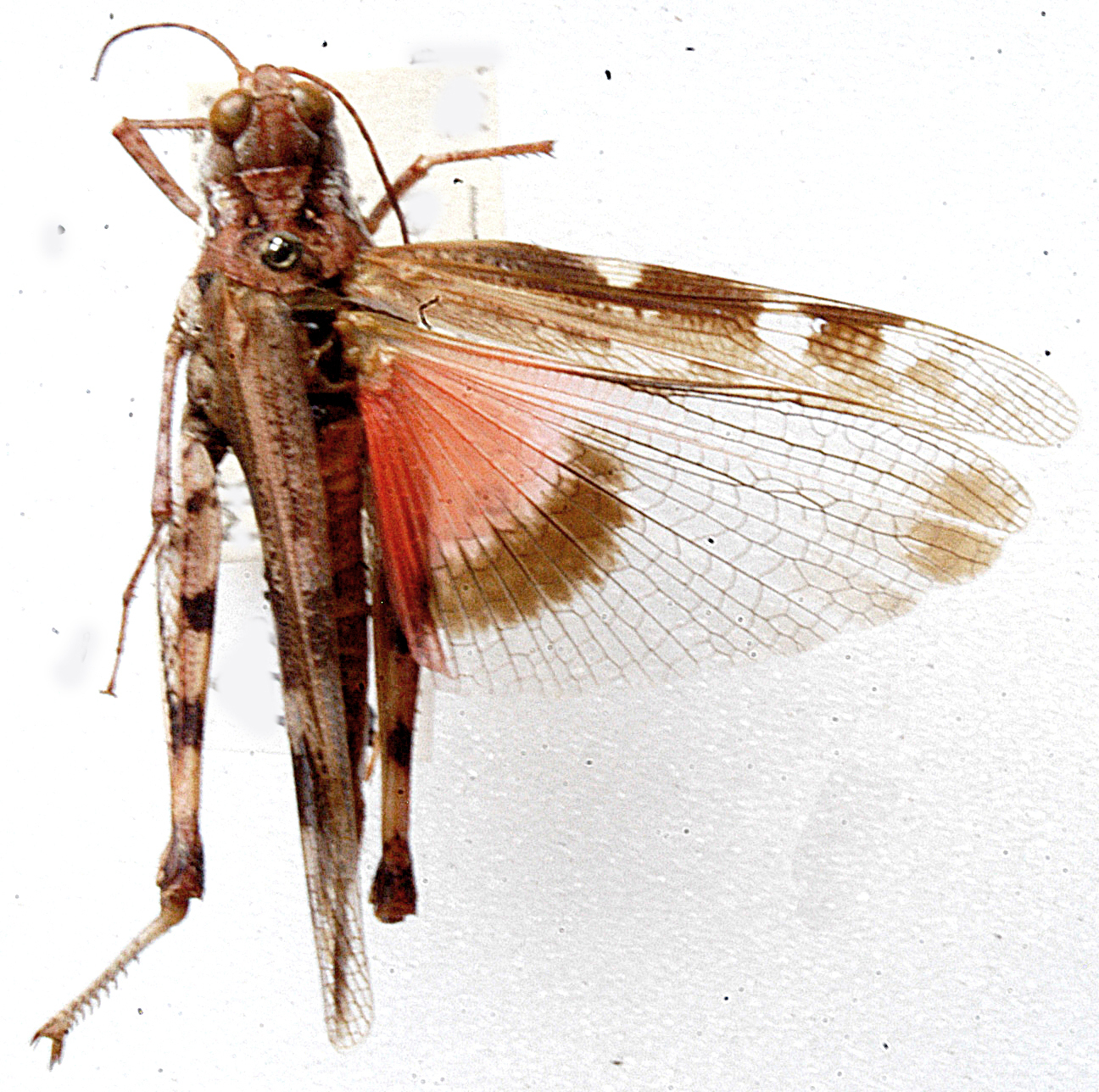 Acrotylus hottentotus Saussure, 1884: dorsal view. (Otu).