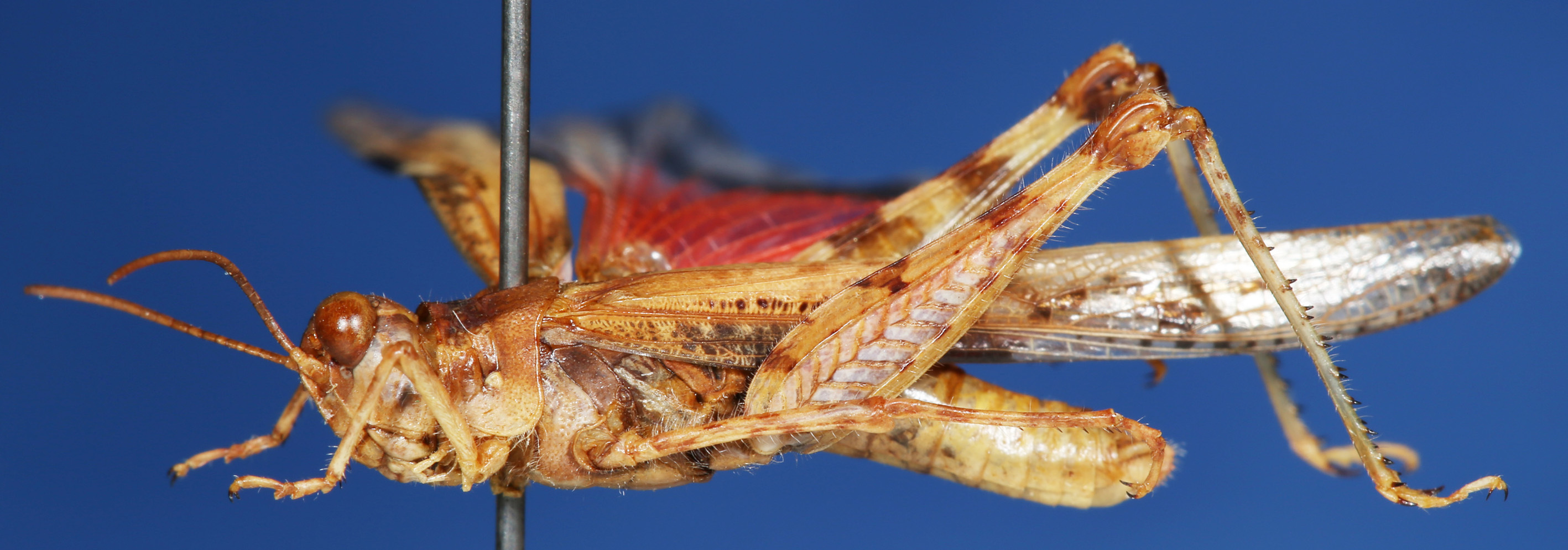 Acrotylus patruelis (Herrich-Schäffer, 1838): 2013 Natural History Museum, London. male, lateral view. (Otu).