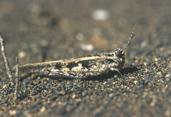 Acrotylus longipes longipes (Charpentier, 1845): individual from Lanzarote (Canary Islands). (Otu).