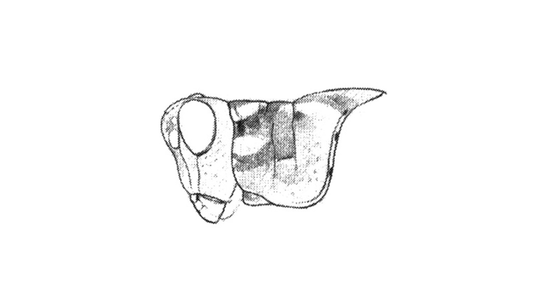 Anconia hebardi Rehn, 1919: Fig. 61A. head and pronotum, lateral view. (Otu).