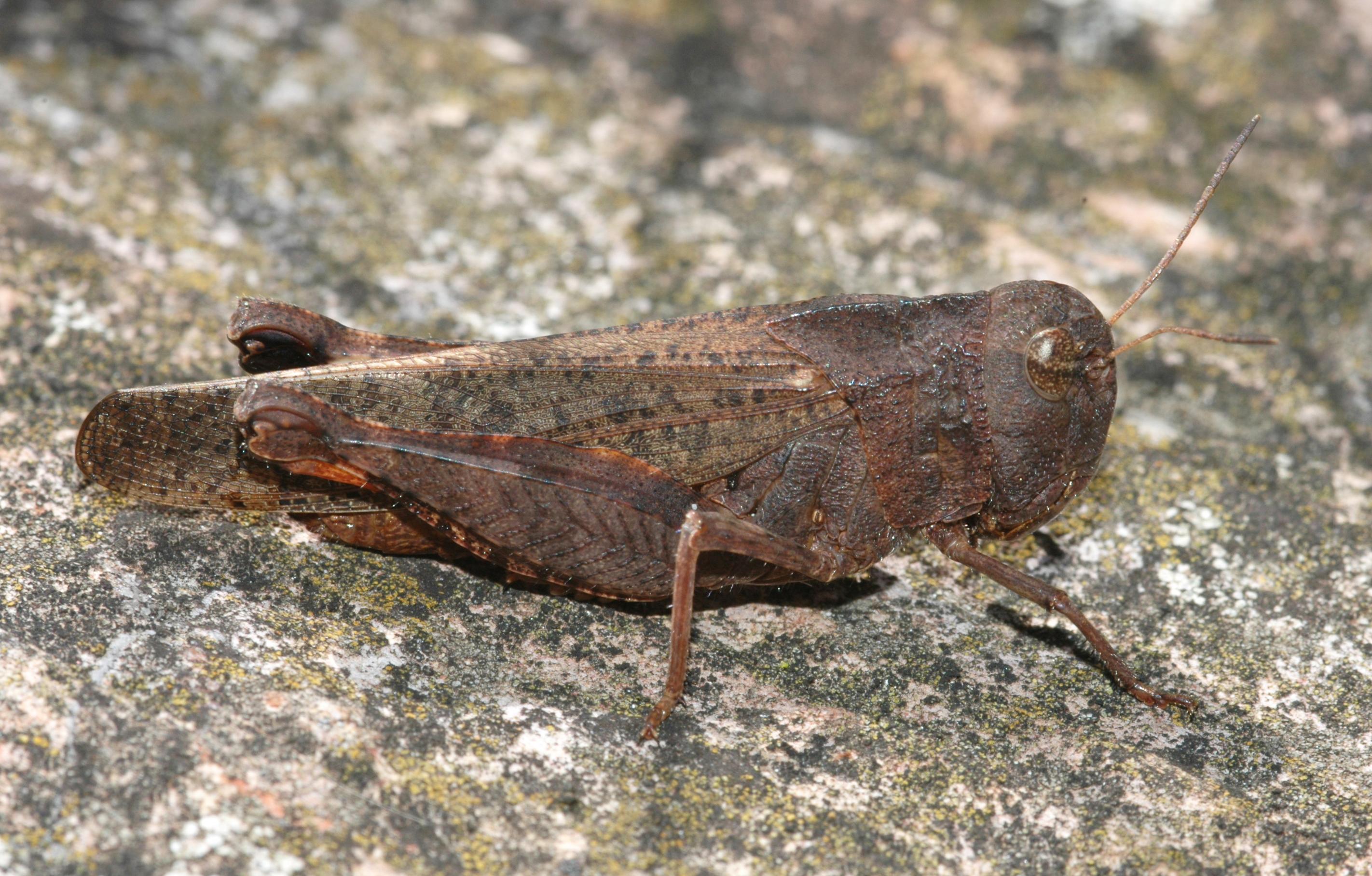 Arphia nietana (Saussure, 1861): female. (Otu).