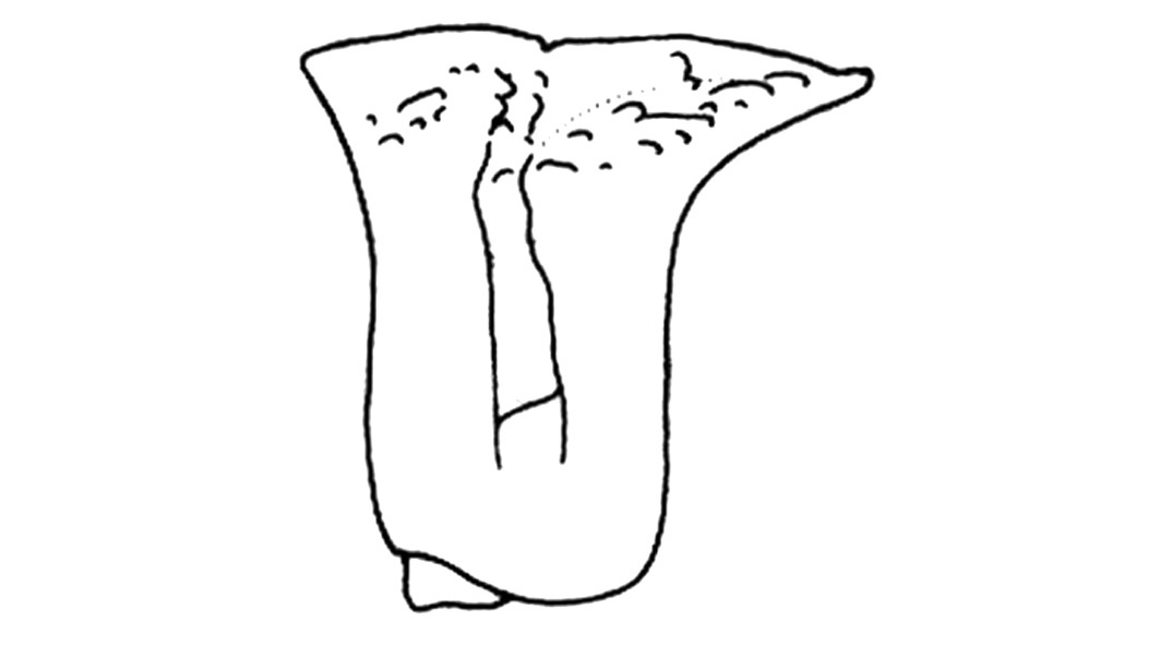 Arphia novissima Otte, 1984: Lateral lobes, Fig. 13M. (Otu).