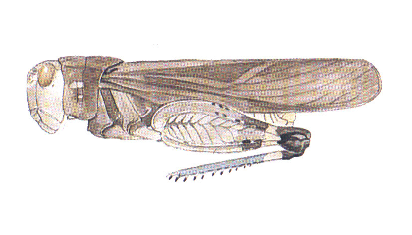 Arphia pecos Otte, 1984: (Otu).