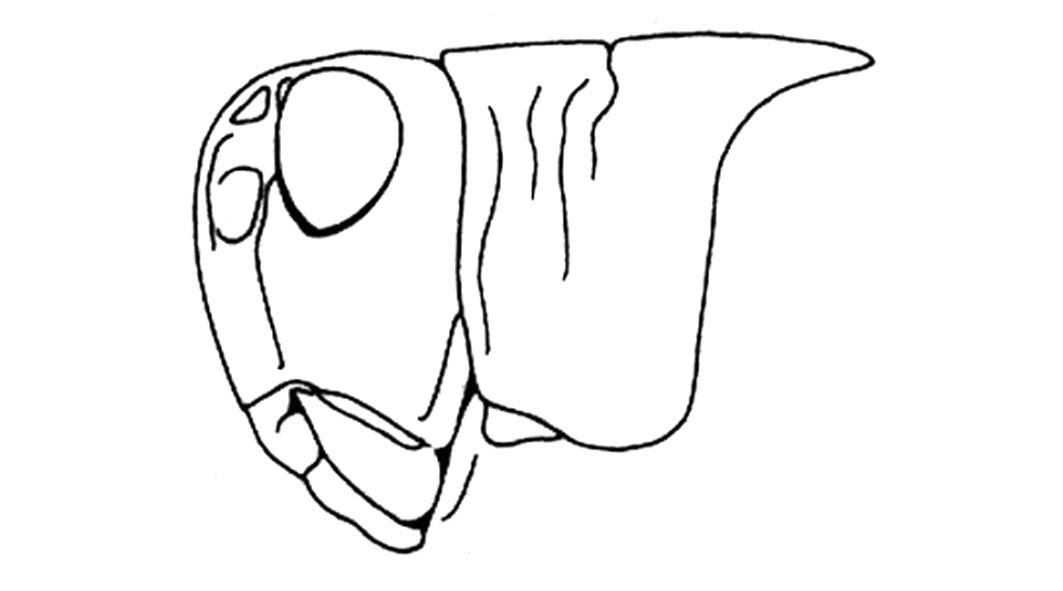 Arphia conspersa Scudder, 1875: Fig. 13F. head and pronotum, lateral view. (Otu).