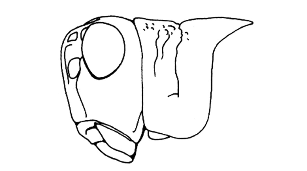 Arphia pulchripennis Bruner, 1905: Head and pronotum, lateral view, Fig. 13G. (Otu).