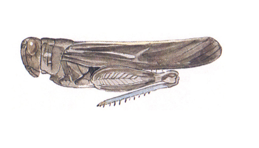 Arphia ramona Rehn, 1902: habitus. (Otu).