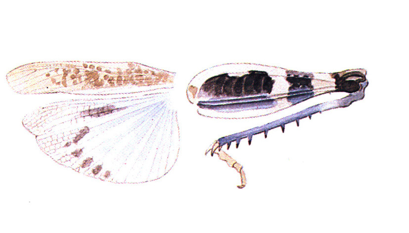 Arphia robertsi Otte, 1984: (Otu).