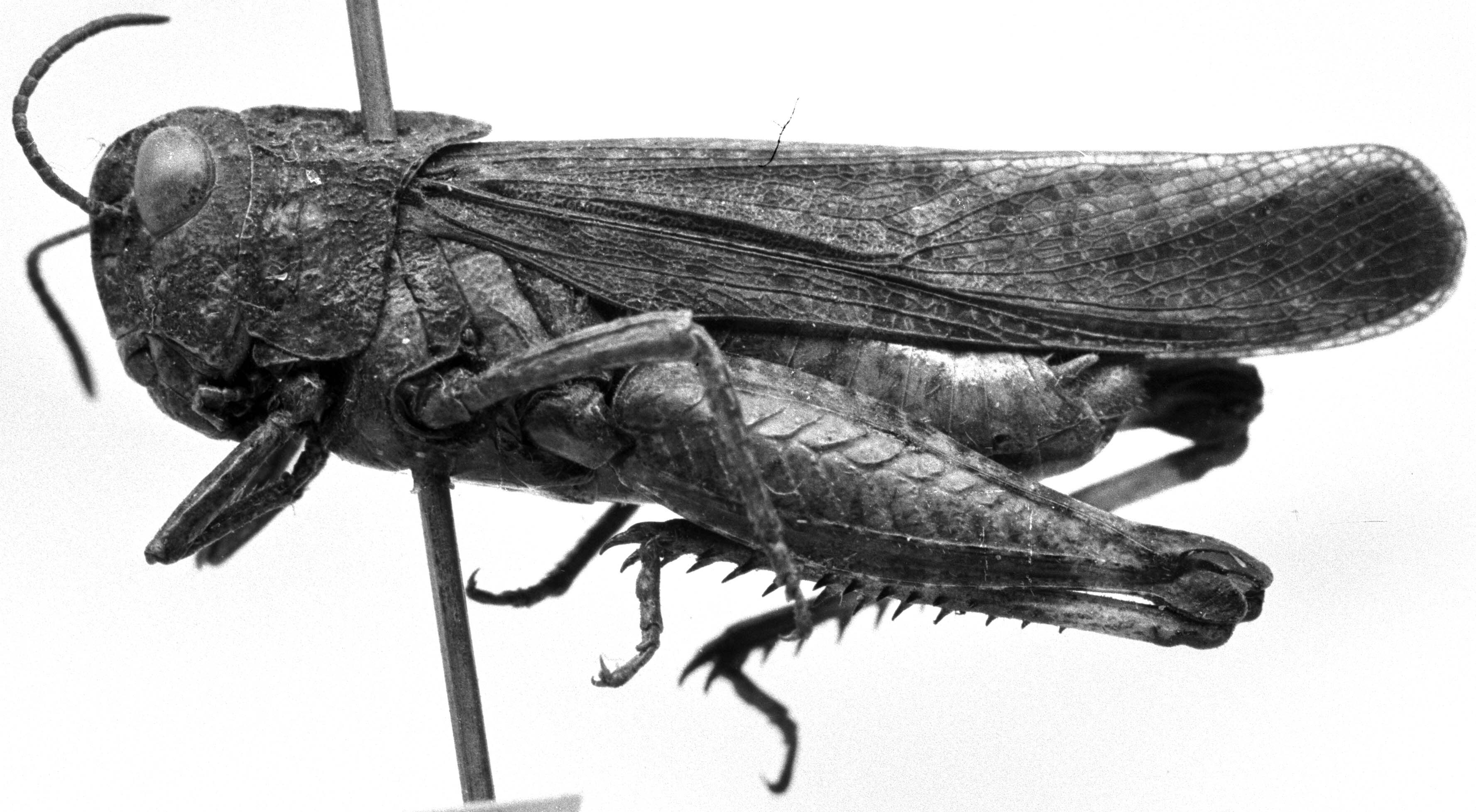 Arphia saussureana Bruner, 1889: Image Carbonell, C.S. male, lateral view (paralectotype). (Otu).