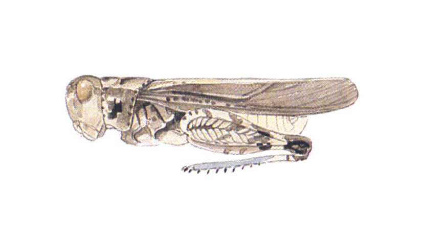 Arphia secreta Otte, 1984: (Otu).