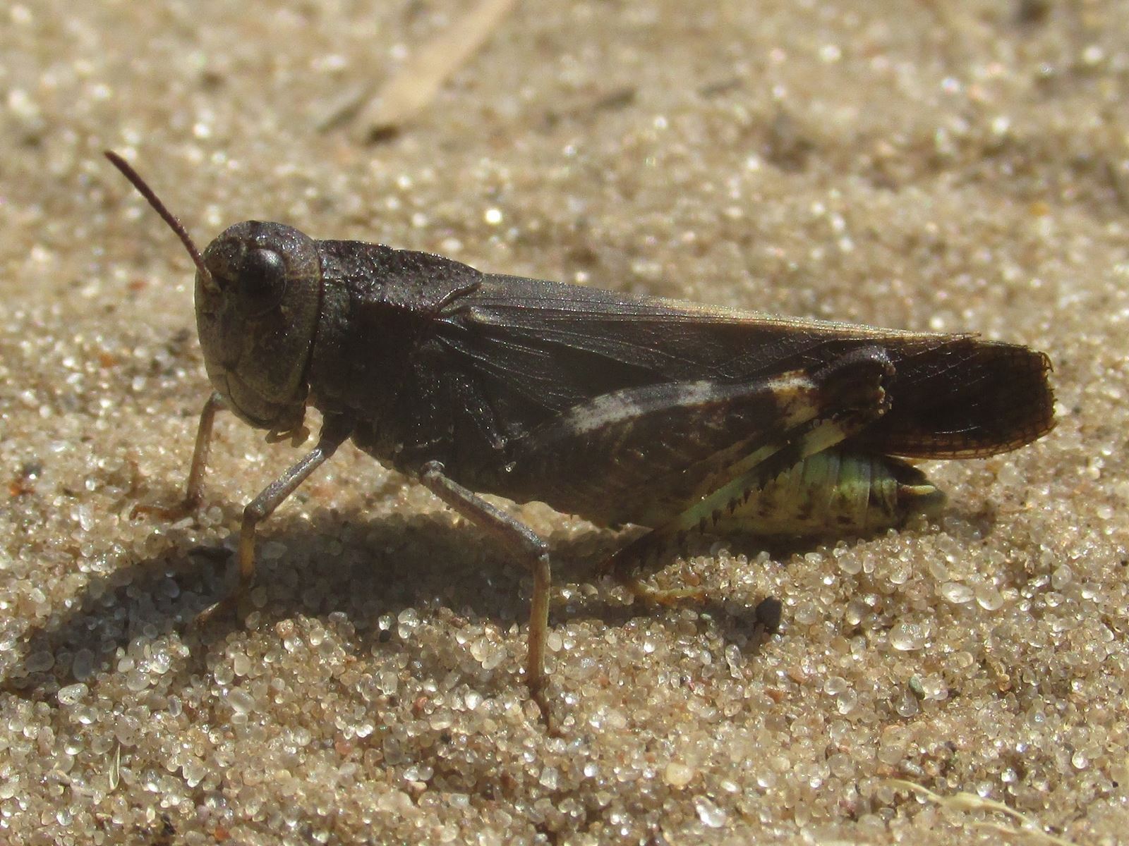 Arphia sulphurea (Fabricius, 1781): male (Spring Green Preserve, near Arena, Wisconsin, 24 June 2018). (Otu).