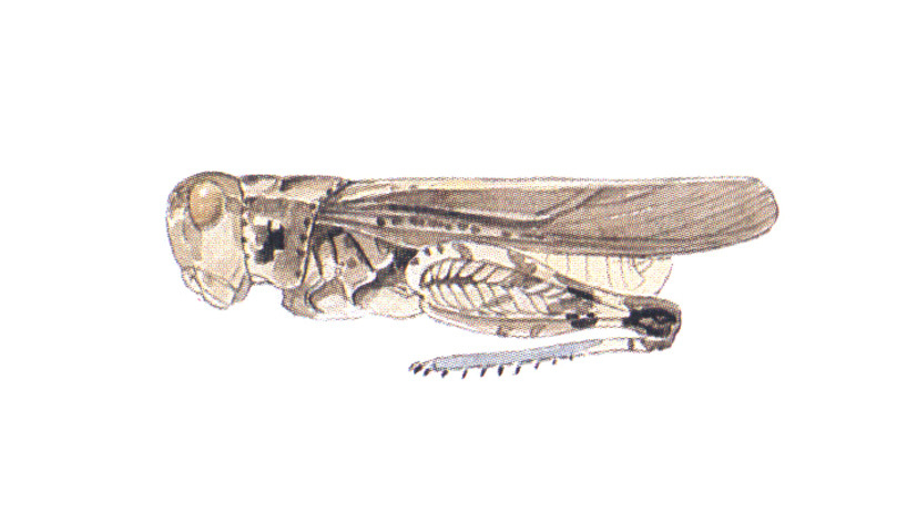 Arphia townsendi Bruner, 1905: habitus. (Otu).