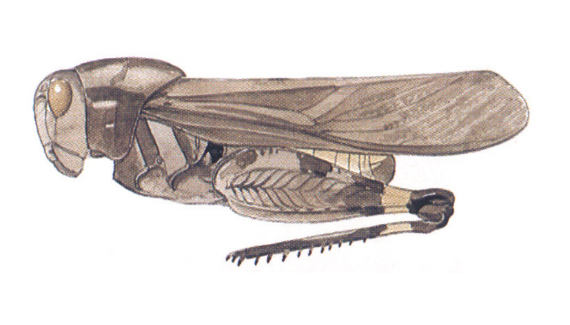 Arphia xanthoptera (Burmeister, 1838): habitus. (Otu).