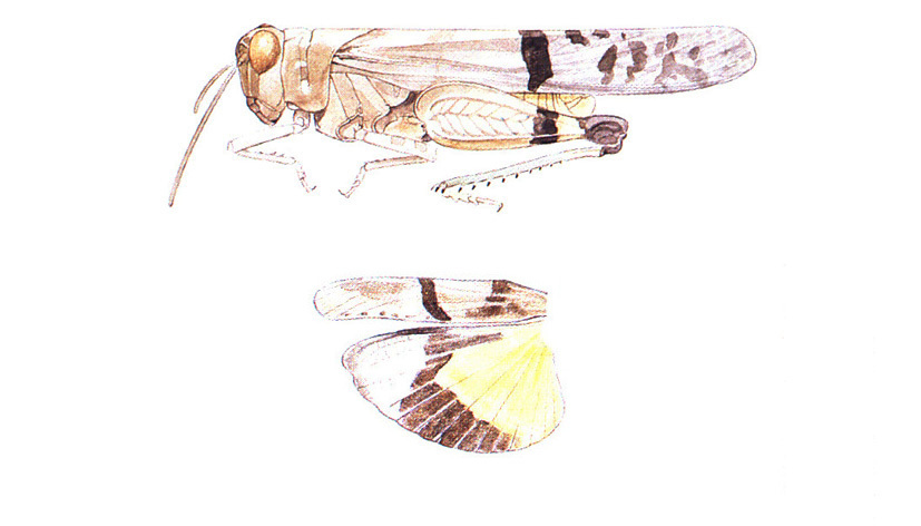 Lactista aztecus (Saussure, 1861): (Otu).