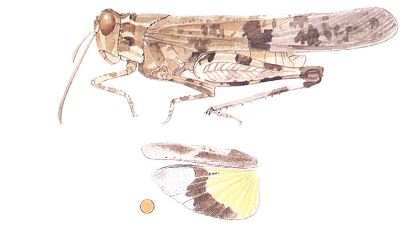 Lactista elota Otte, 1984: habitus and wings. (Otu).