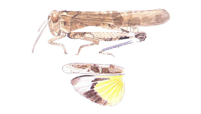 Lactista gibbosus Saussure, 1884: habitus and wings. (Otu).