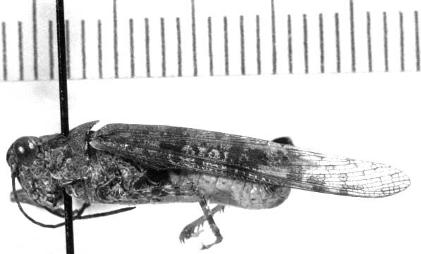 Lactista inermus Rehn, 1900: male (unspecified type). (Otu).