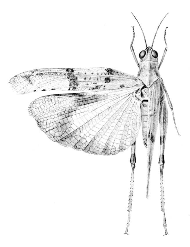 Lactista pellepidus Saussure, 1884: Pl. 3 fig. 1. male, dorsal view. (Otu).