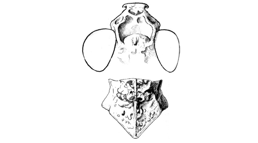 Leuronotina obesa Otte, 1984: Fig. 19D. head and pronotum, dorsal views. (Otu).