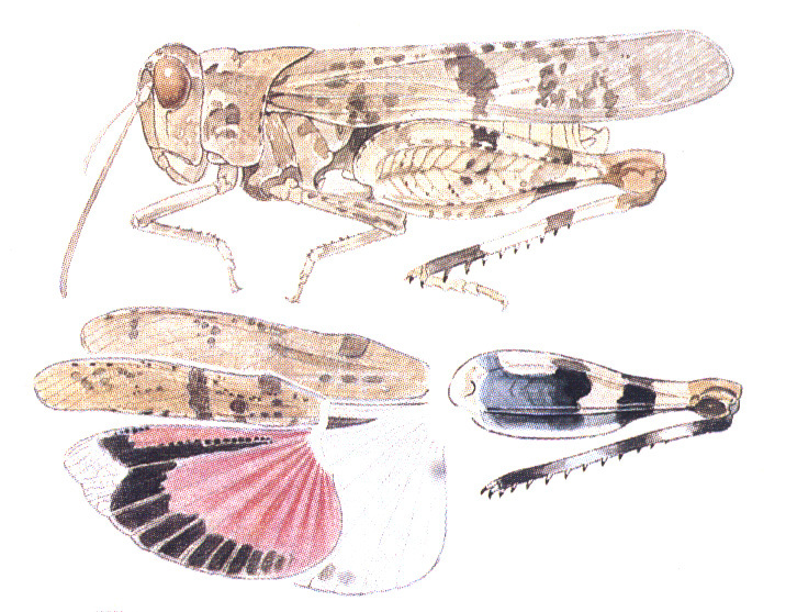 Leuronotina orizabae (Saussure, 1884): habitus, wings and hind leg. (Otu).
