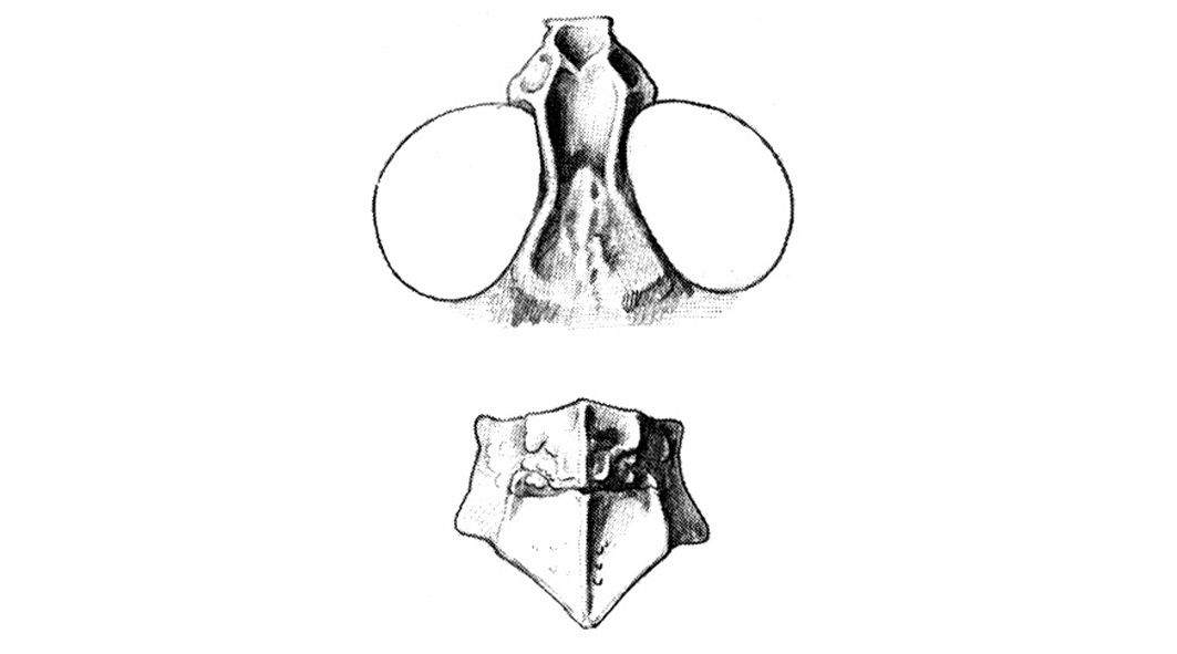 Leuronotina philorites Otte, 1984: Dorsal views of head and pronotum, Fig. 19B. (Otu).