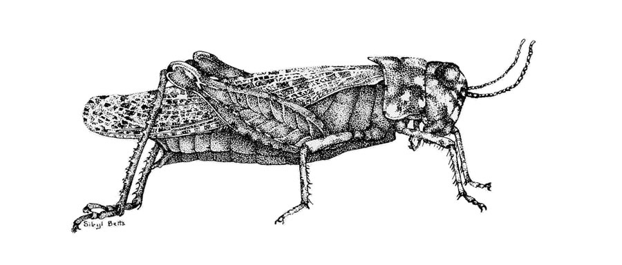 Leuronotina ritensis (Rehn, 1911): Plate LXIII. female habitus. (Otu).