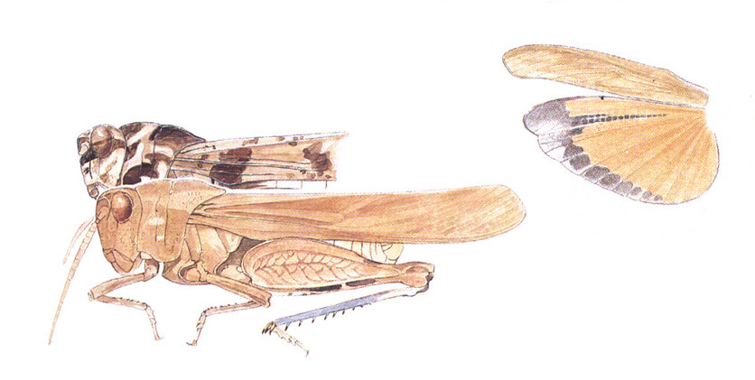 Tomonotus ferruginosus Caudell, 1905: habitus and wings. (Otu).