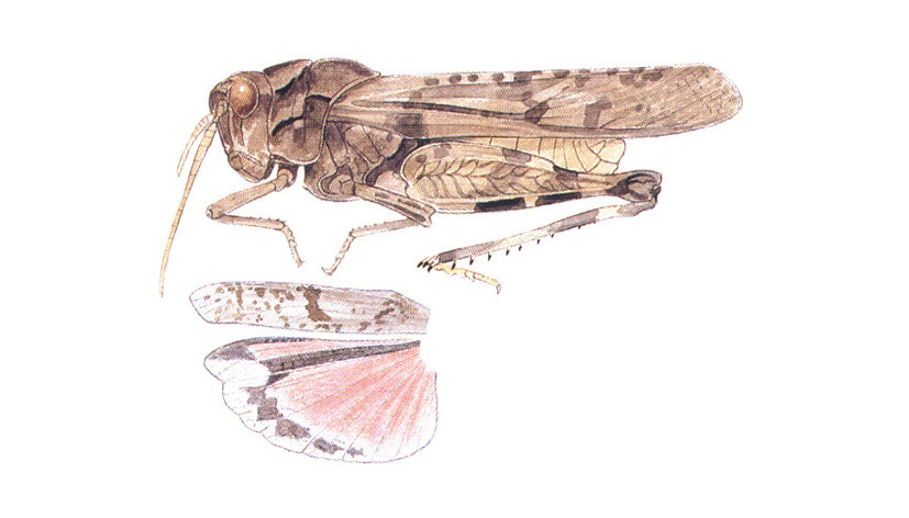 Tomonotus mexicanus Saussure, 1861: habitus and wings. (Otu).
