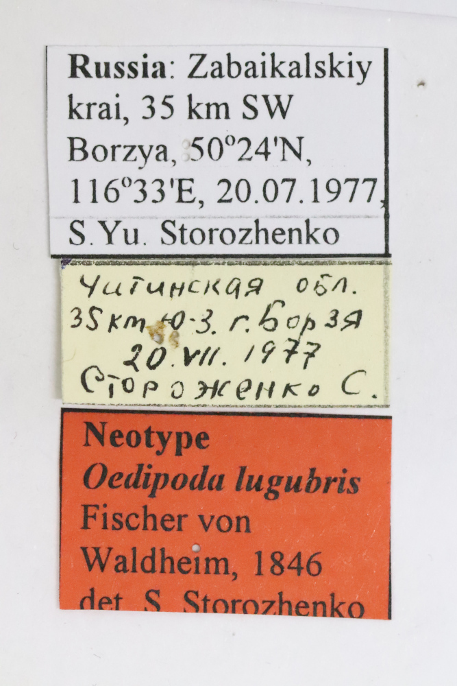 CollectionObject 1478475; c3b0559d-264d-44e9-af55-38dea6ae521d: labels (neotype of Oedipoda lugubris). (CollectionObject).