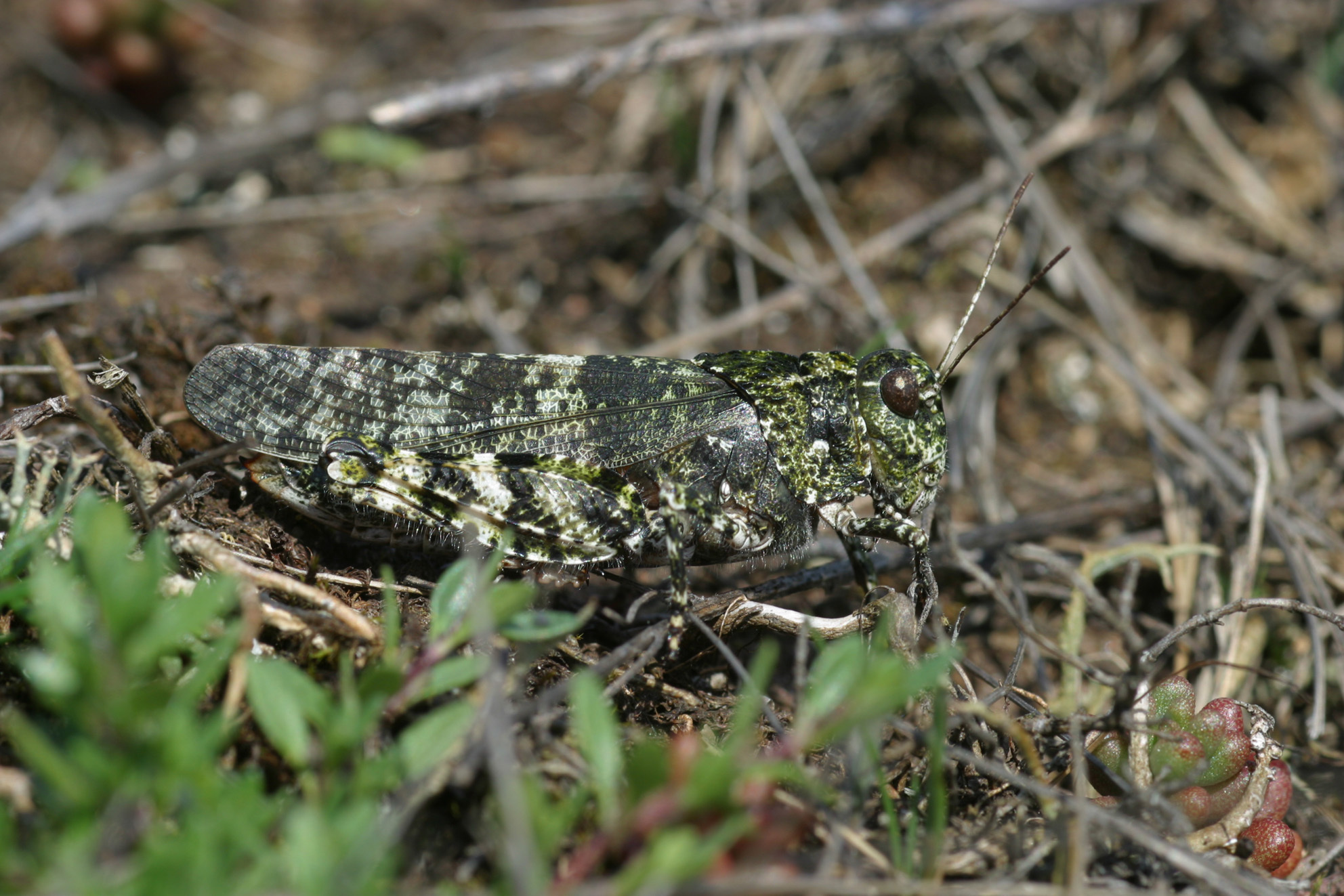 Bryodemella (Bryodemella) tuberculata tuberculata (Fabricius, 1775): individual from Öland. (Otu).