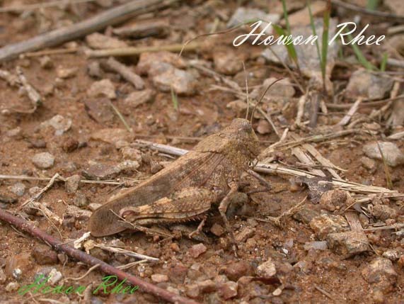 Bryodemella (Bryodemella) tuberculata diluta (Stoll, 1813): female (South Korea near border to North Korea). (Otu).