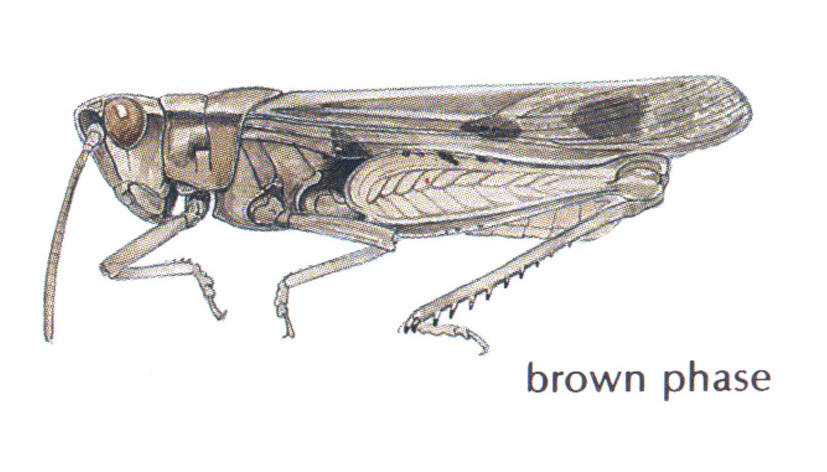 Chimarocephala elongata Rentz, 1977: (Otu).