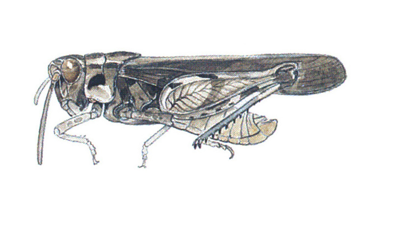 Chimarocephala pacifica (Thomas, 1873): habitus. (Otu).