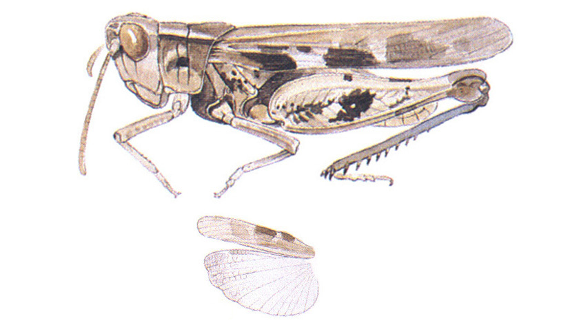 Chimarocephala californica (Bruner, 1905): habitus and wings. (Otu).