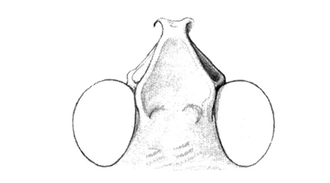 Chortophaga australior Rehn & Hebard, 1911: Fig. 25B. head, dorsal view. (Otu).